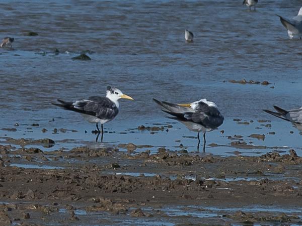 <h3><a href="/trips/srilanka/biota/animalia/chordata/aves/024 charadriiformes/017 laridae/thalasseus bergii/thalasseus bergii-nl.html">Thalasseus&nbsp;bergii</a> / Greater&nbsp;crested&nbsp;tern / Grote&nbsp;kuifstern</h3>NIKON D500 met AF-S Nikkor 300mm f/2.8G IF-ED VR II, 1/3200 sec  bij F9.0, ISO 320, afstand 44.6&nbsp;m